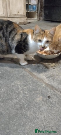 Mixed Breed cats - Advert 6