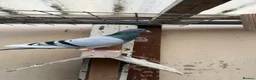 Pigeons birds for sale: Stock racing pigeon few left - Advert 5