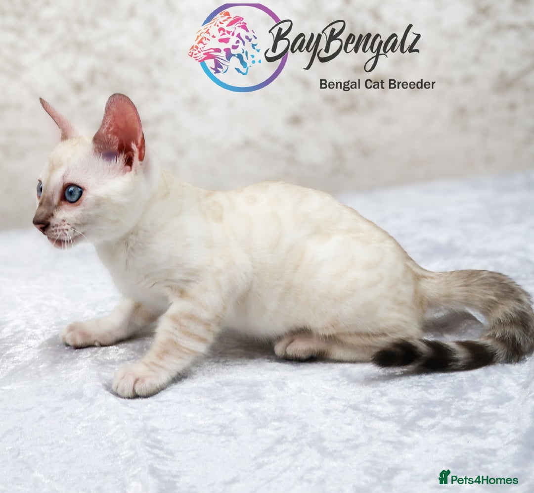 Bengal cats for sale: 1 Boy left, Bengal Snow kittens from RW TGC Sire - Image 6