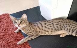 Savannah cats for sale: Pedigree Early generation TICA Reg Savannah Lady in Darlington - Image 1