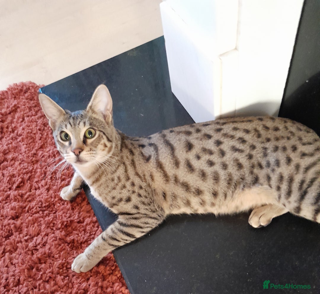 Savannah cats for sale: Pedigree Early generation TICA Reg Savannah Lady in Darlington - Image 1