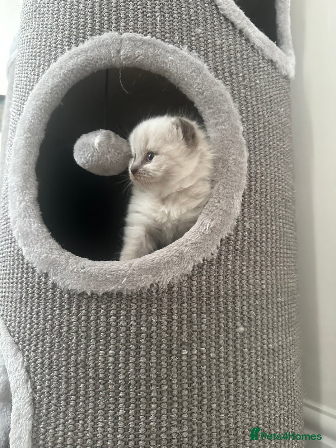 Scottish Fold cats for sale: Adorable playful scottish fold kittens  - Image 25