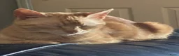 Mixed Breed cats for sale: 3 Gorgeous Playful Kittens  - Advert 3
