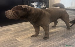 Shar Pei dogs for stud: Blue Shar Pei for Stud duties  - Image 3