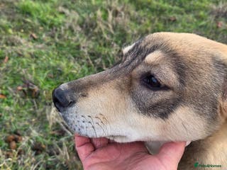 Mixed Breed dogs 🐾DALIDA, Grace, Strength & a Heart Full of Love💛 - Advert 1