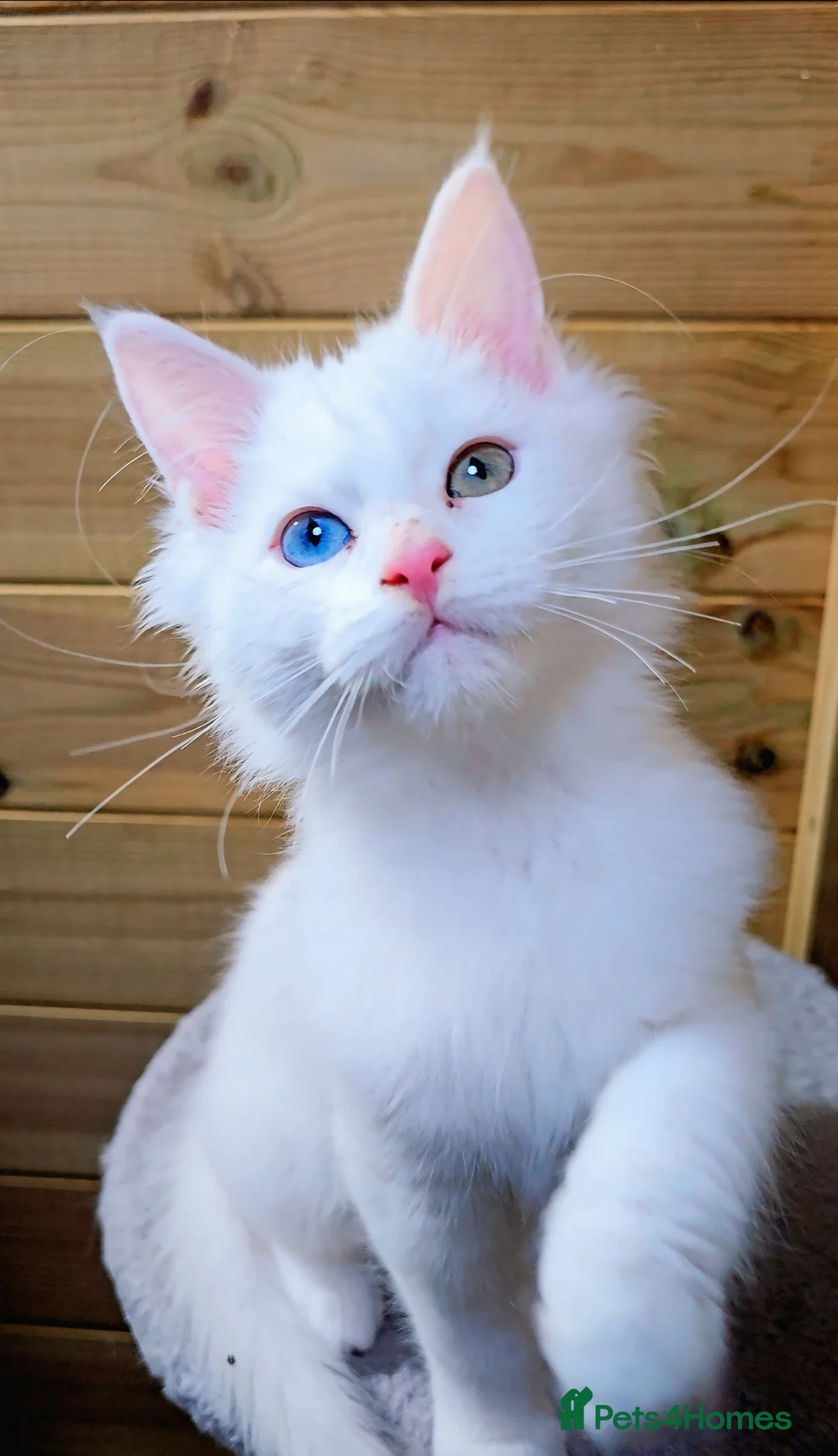 Maine Coon cats for sale: Maine coon  - Advert 6