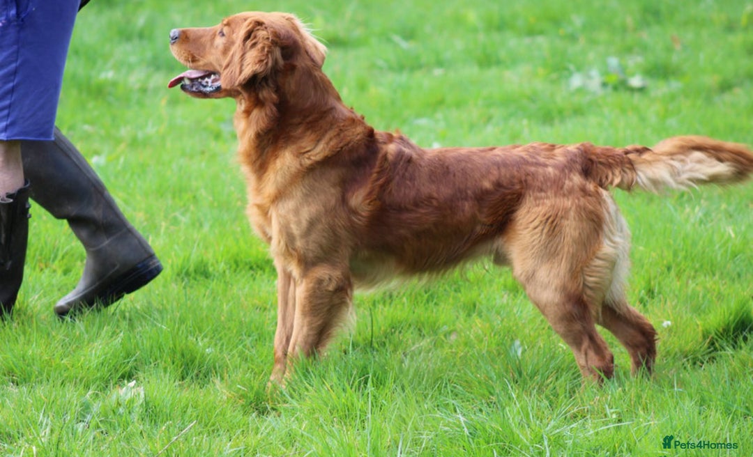 Golden Retriever dogs for sale: Perfect Golden Retriever Puppies - Advert 13