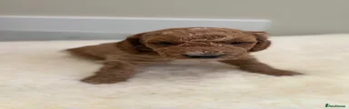 Cockapoo 2