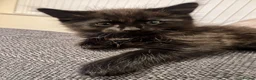 Maine Coon cats for sale: Maine coon kitten - Advert 3