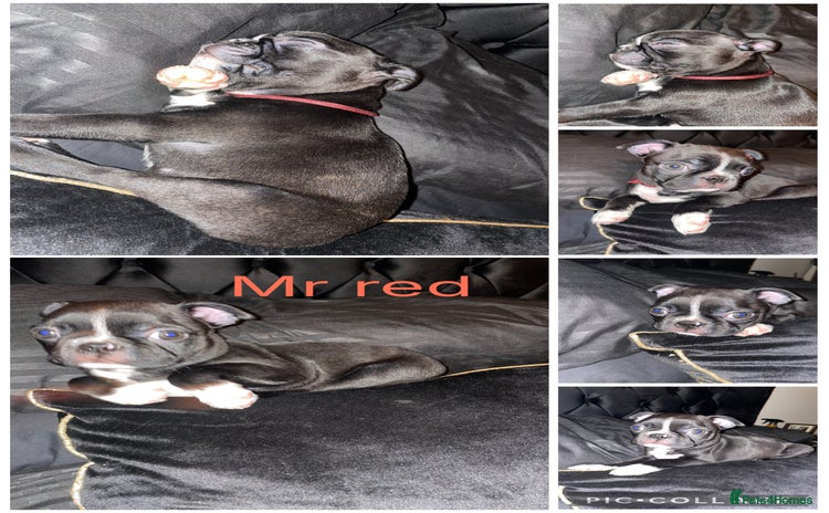 Boston Terrier dogs WILDAX 2 boys left  - Advert 2