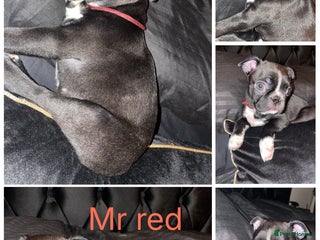 Boston Terrier dogs ‼️2 WILDAX BOYS LEFT‼️ - Advert 2