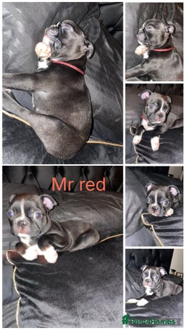 Boston Terrier dogs WILDAX 2 boys left - Advert 1