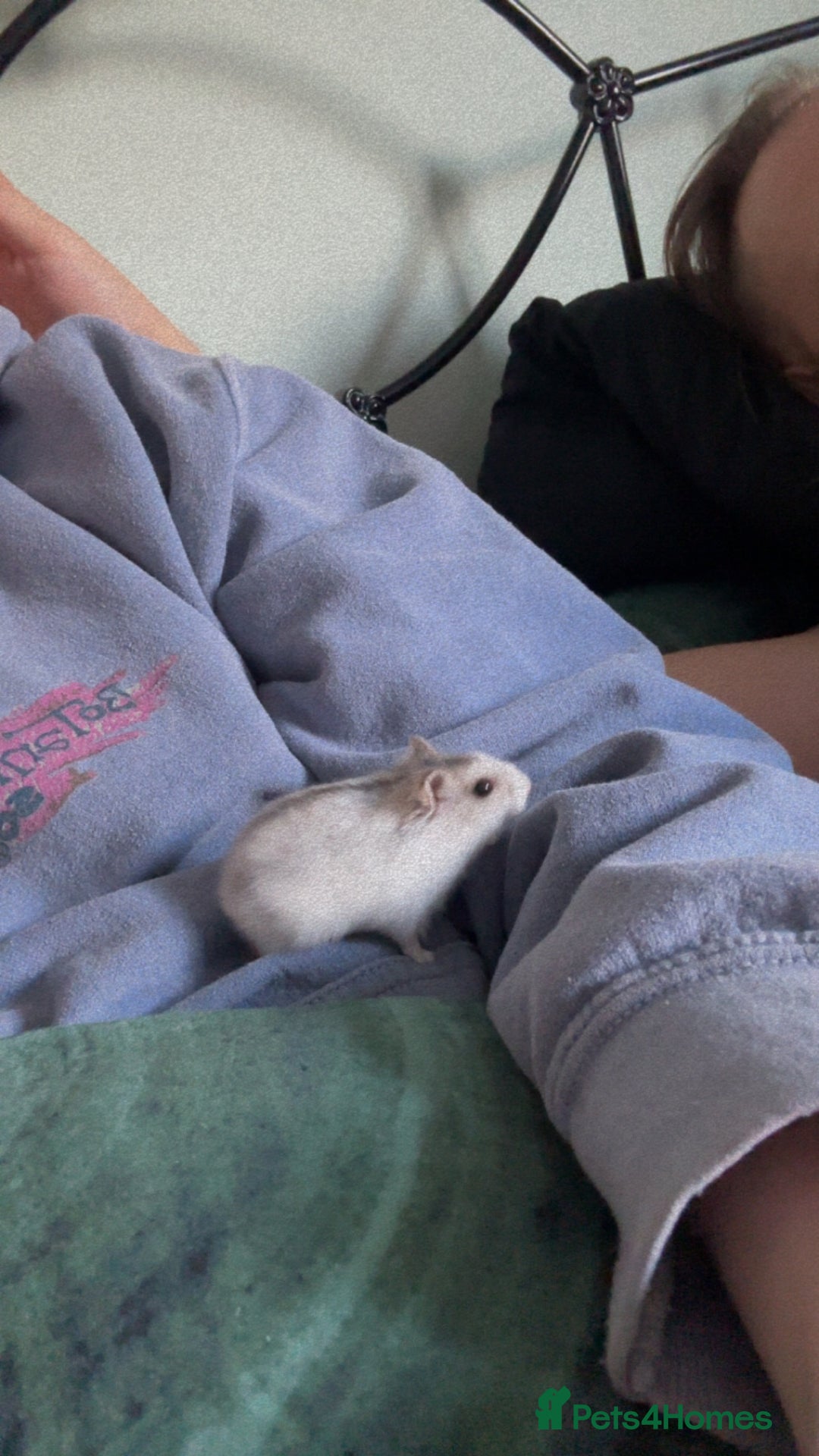 Hamster rodents for sale: 🐹 Sweet Tame Hamster! 🐹 - Advert 6
