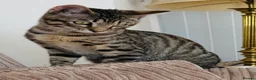 Siamese cats for sale: Stunning Bengal x Siamese kitten  - Advert 1