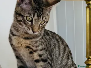 Siamese cats Stunning Bengal x Siamese kitten in Lewes - Advert 4