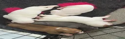Mixed Breed dogs for sale: Lovely set mastiff x puppies here ❤️ - Advert 8