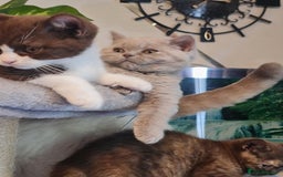 British Shorthair cats for sale: Pure bsh kittens from DNA & genetic tested parents - Image 16