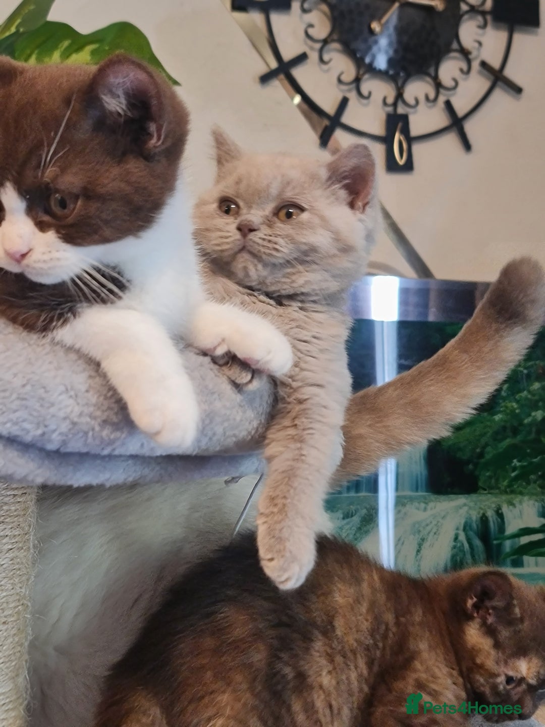 British Shorthair cats for sale: Pure bsh kittens from DNA & genetic tested parents - Image 16