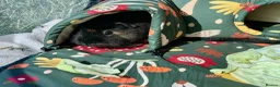 Guinea Pig rodents for sale: Daisy & Poppy, Female Guinea Sisters (2yo in June) in Cowbridge - Advert 9