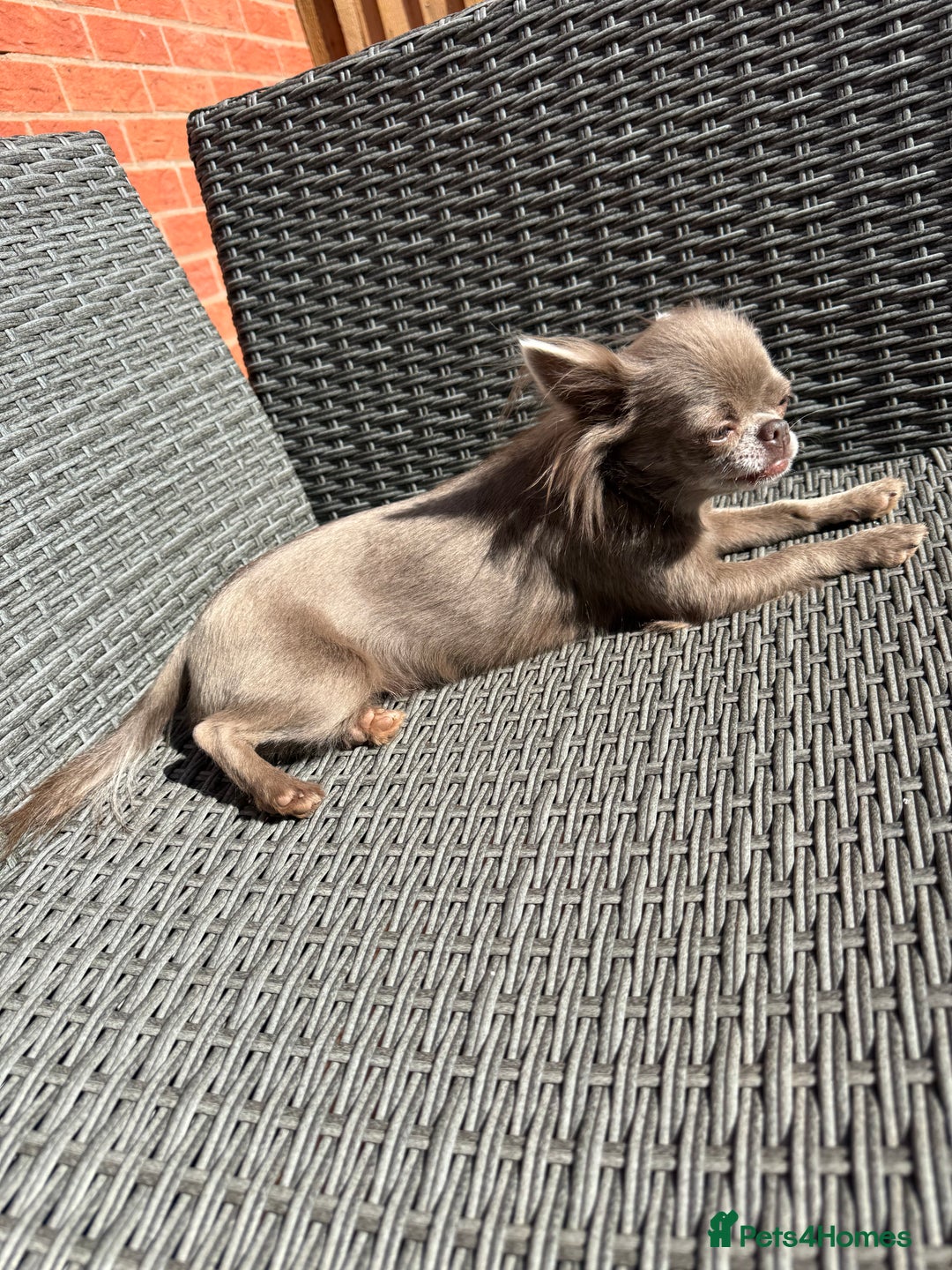 Chihuahua dogs for sale: Long haired lilac chihuahua girl - Image 4