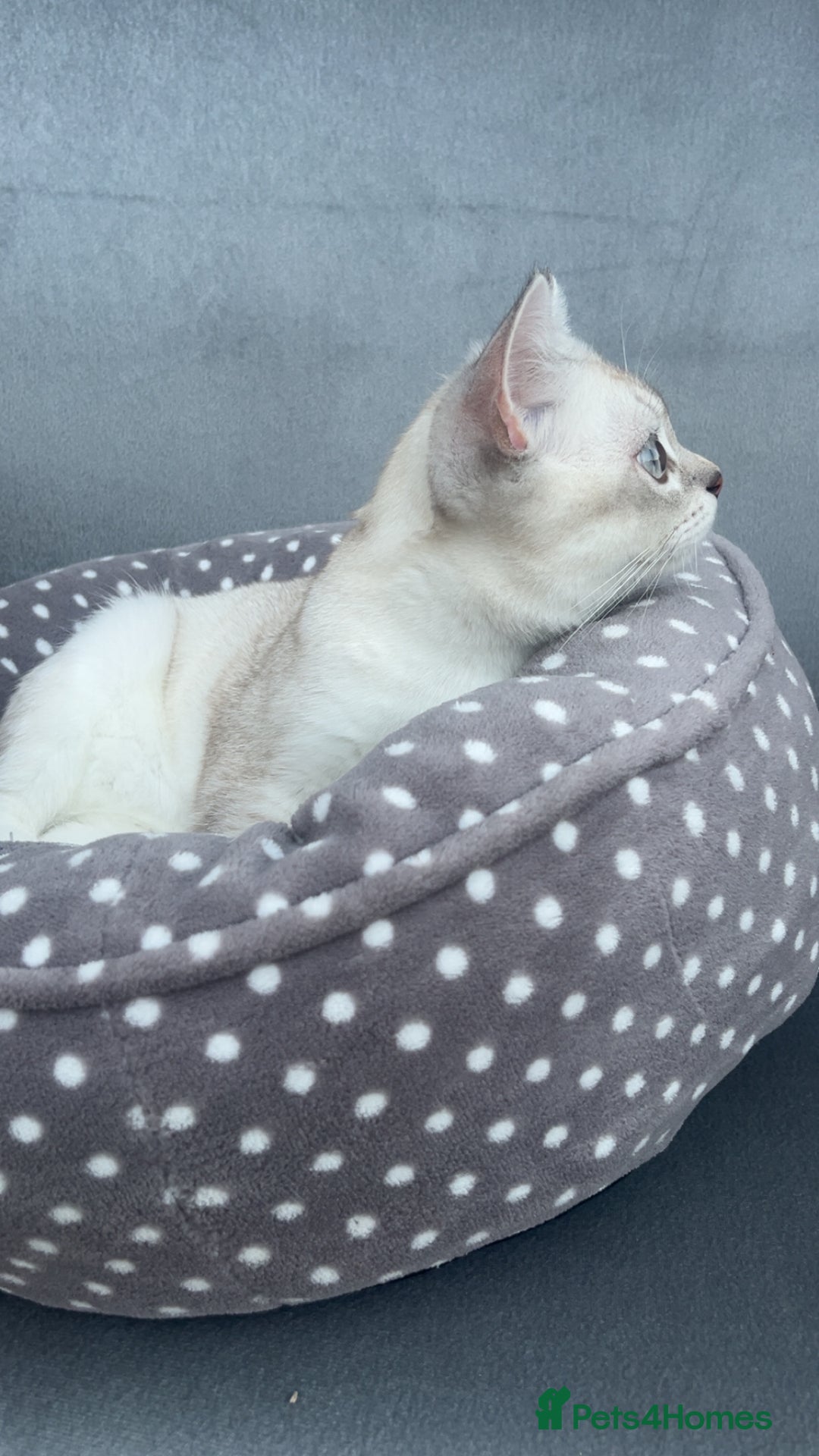 British Shorthair cats for sale: White / bits of beige and grey / British shorthair - Image 3