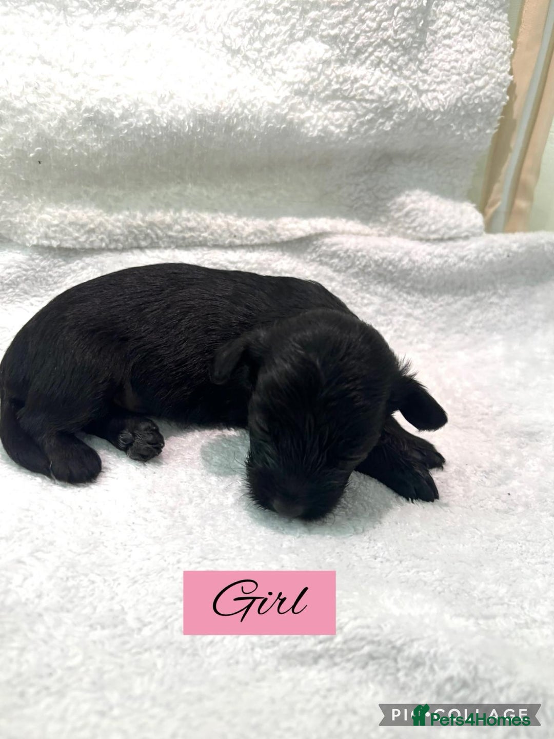 Mixed Breed dogs for sale: Cockapoochi Puppies - Image 2