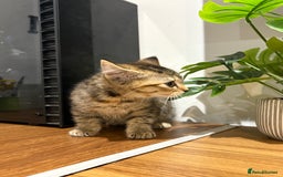 Domestic Shorthair cats for sale: Kitten for sale  - Image 2
