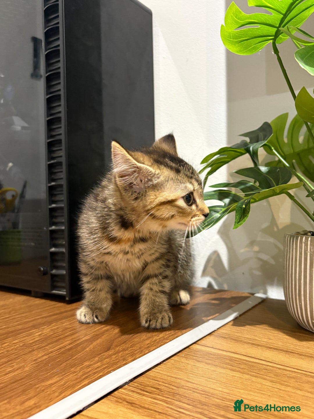 Domestic Shorthair cats for sale: Kitten for sale  - Image 2