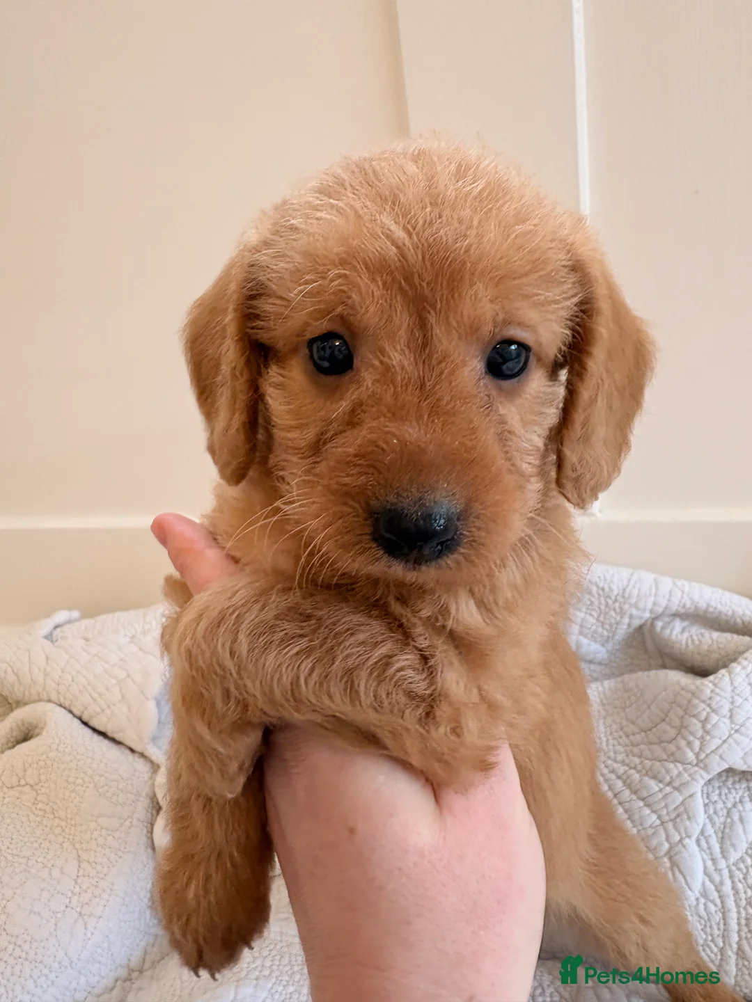 Labradoodle dogs for sale: LICENSED BREEDER QUALITY MINI LABRADOODLES - Advert 4