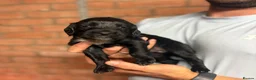 Cockapoo dogs for sale: 🌟 STUNNING COCKAPOO PUPPIES 🌟  - Advert 5