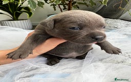 Staffordshire Bull Terrier dogs for sale: 🔷 Pharaon Champion Line Pups 🔷 in Wolverhampton - Image 14