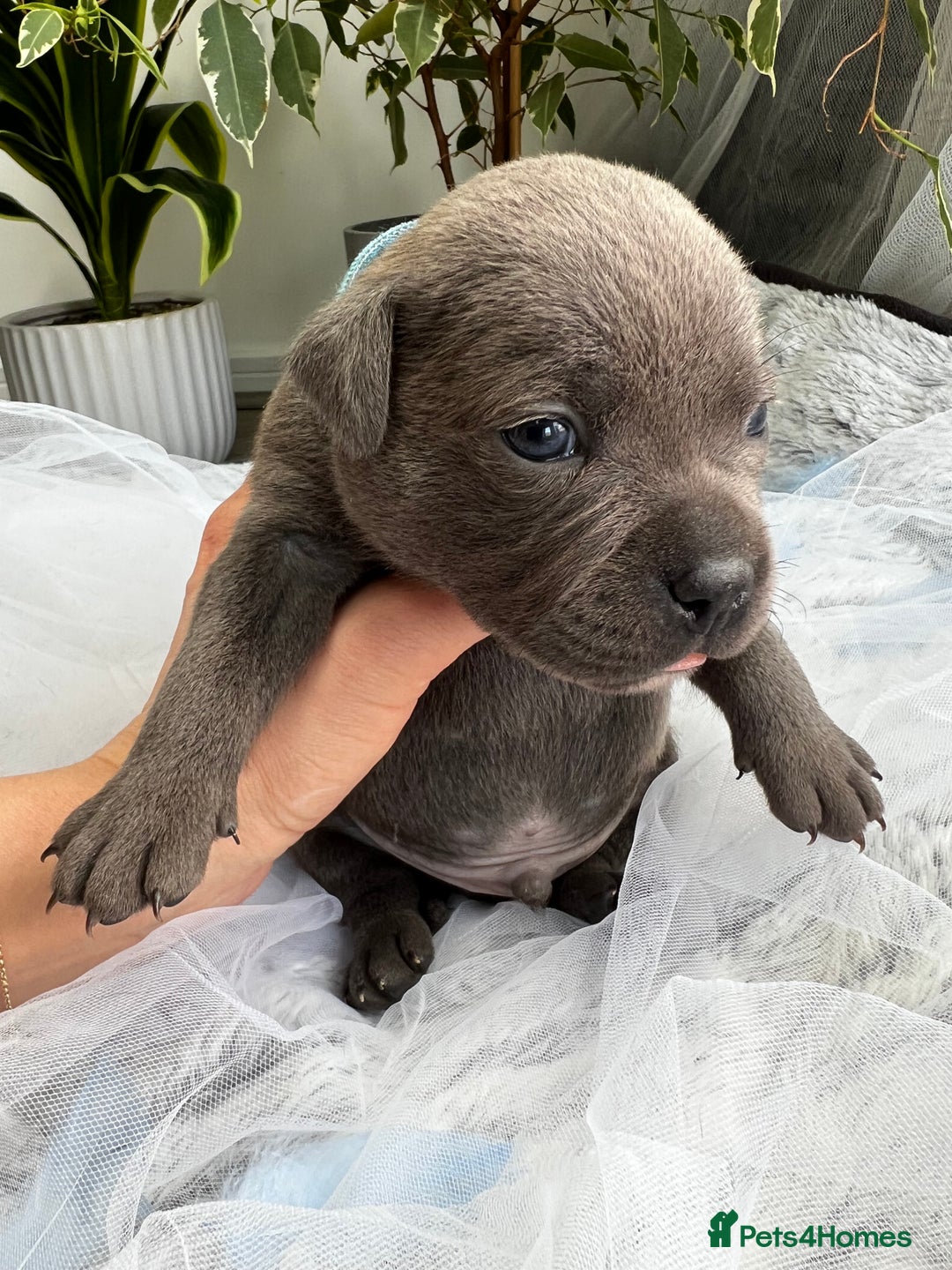 Staffordshire Bull Terrier dogs for sale: 🔷 Pharaon Champion Line Pups 🔷 in Wolverhampton - Image 14