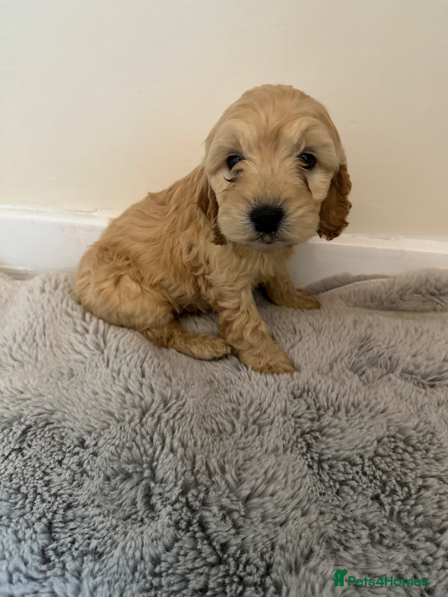 Cockapoo dogs 4 Stunning cockapoo puppies for sale  - Advert 2