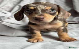 Miniature Dachshund dogs for sale: Mini dachshund puppies - Image 3