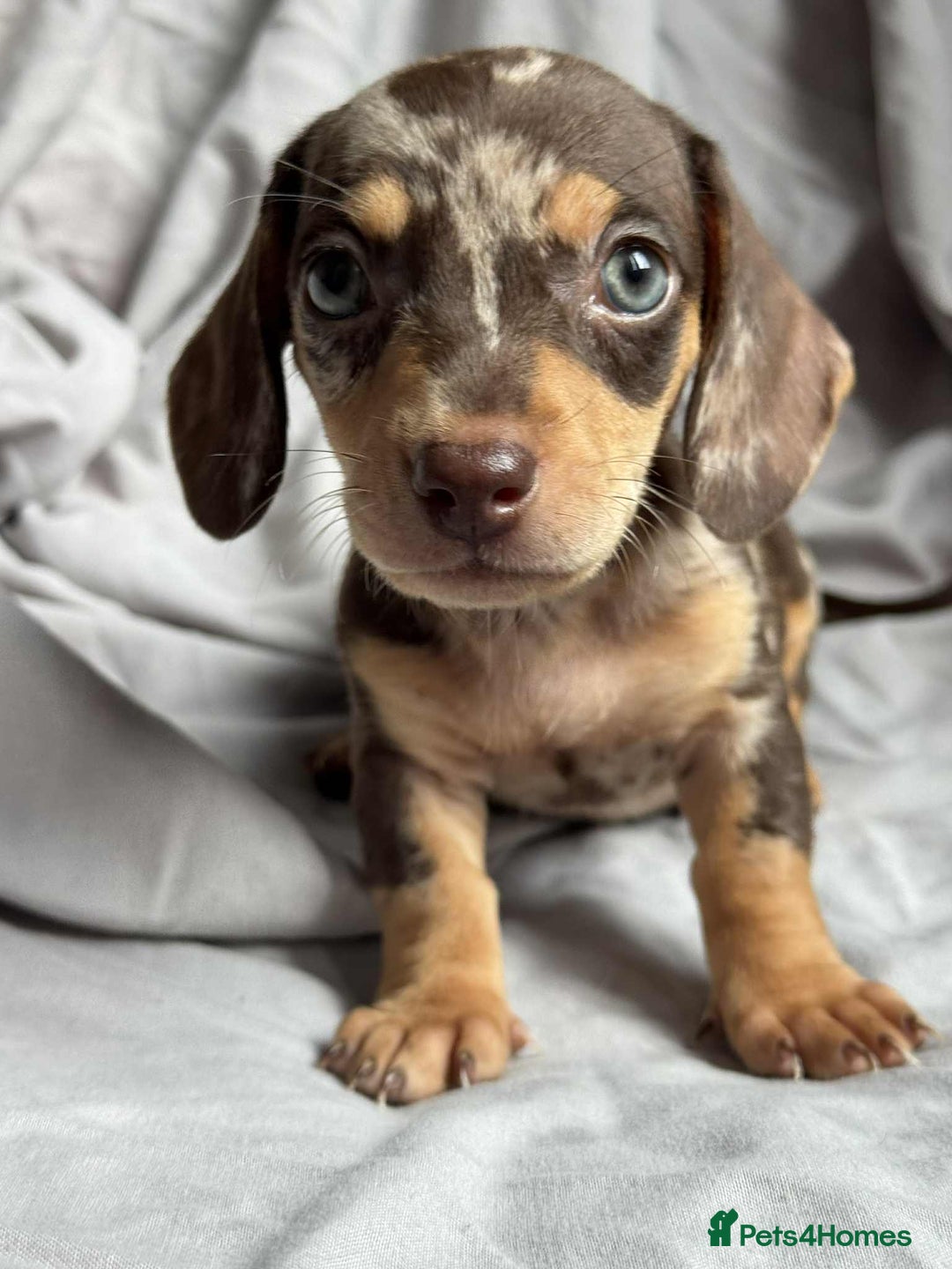 Miniature Dachshund dogs for sale: Mini dachshund puppies - Image 3