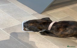 Mixed Breed dogs for sale: Old tyme bulldog in Shotts - Image 19