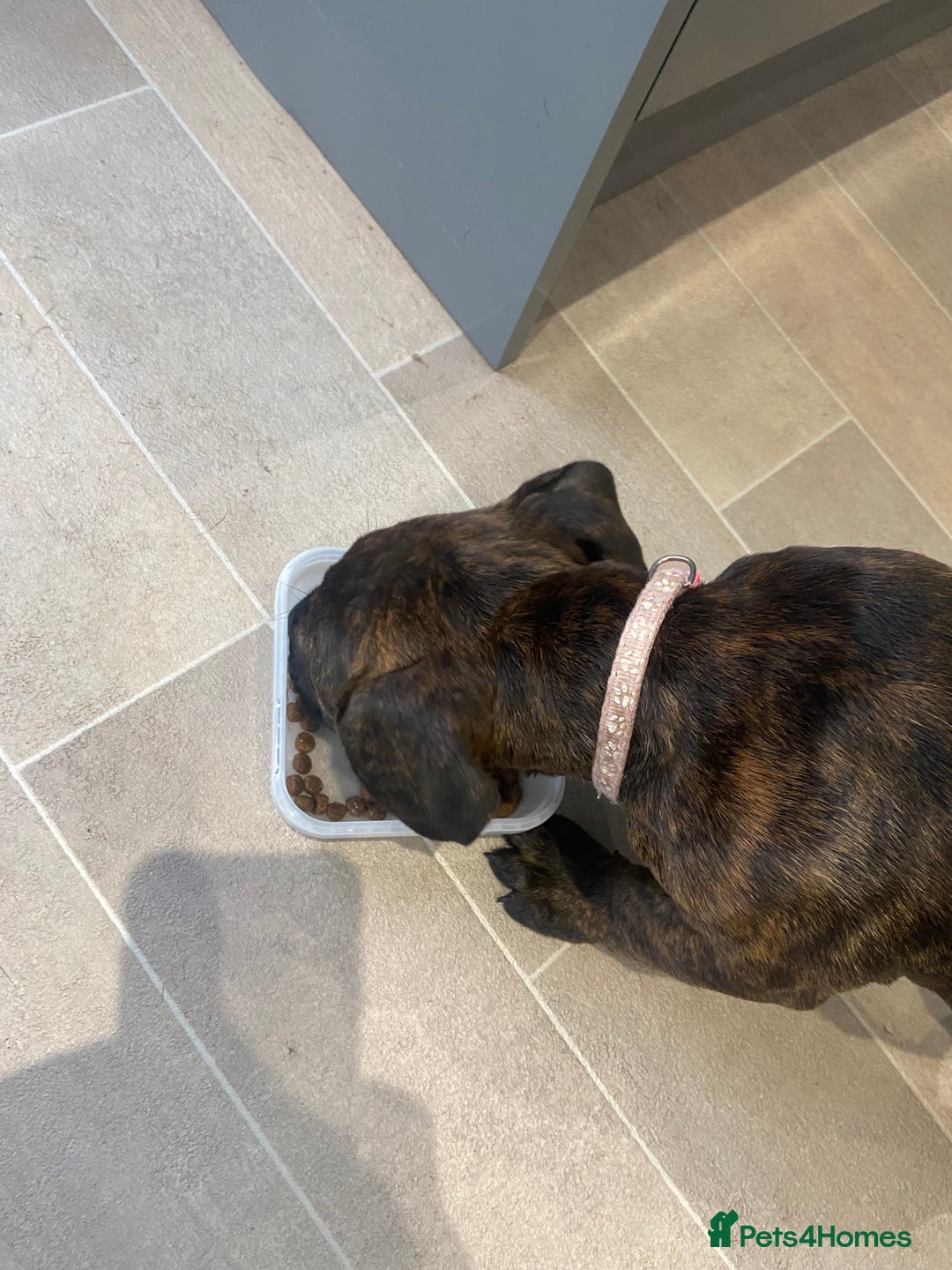 Mixed Breed dogs for sale: Old tyme bulldog in Shotts - Image 19