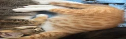 Mixed Breed cats for sale: Beautiful bengal / mixed breed kittens  in Harlow - Advert 2