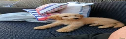 Cockapoo dogs for sale: Apricot F1 Cockapoo  - Advert 1