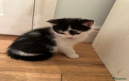 British Longhair cats for sale: Unusual markings  - Image 1
