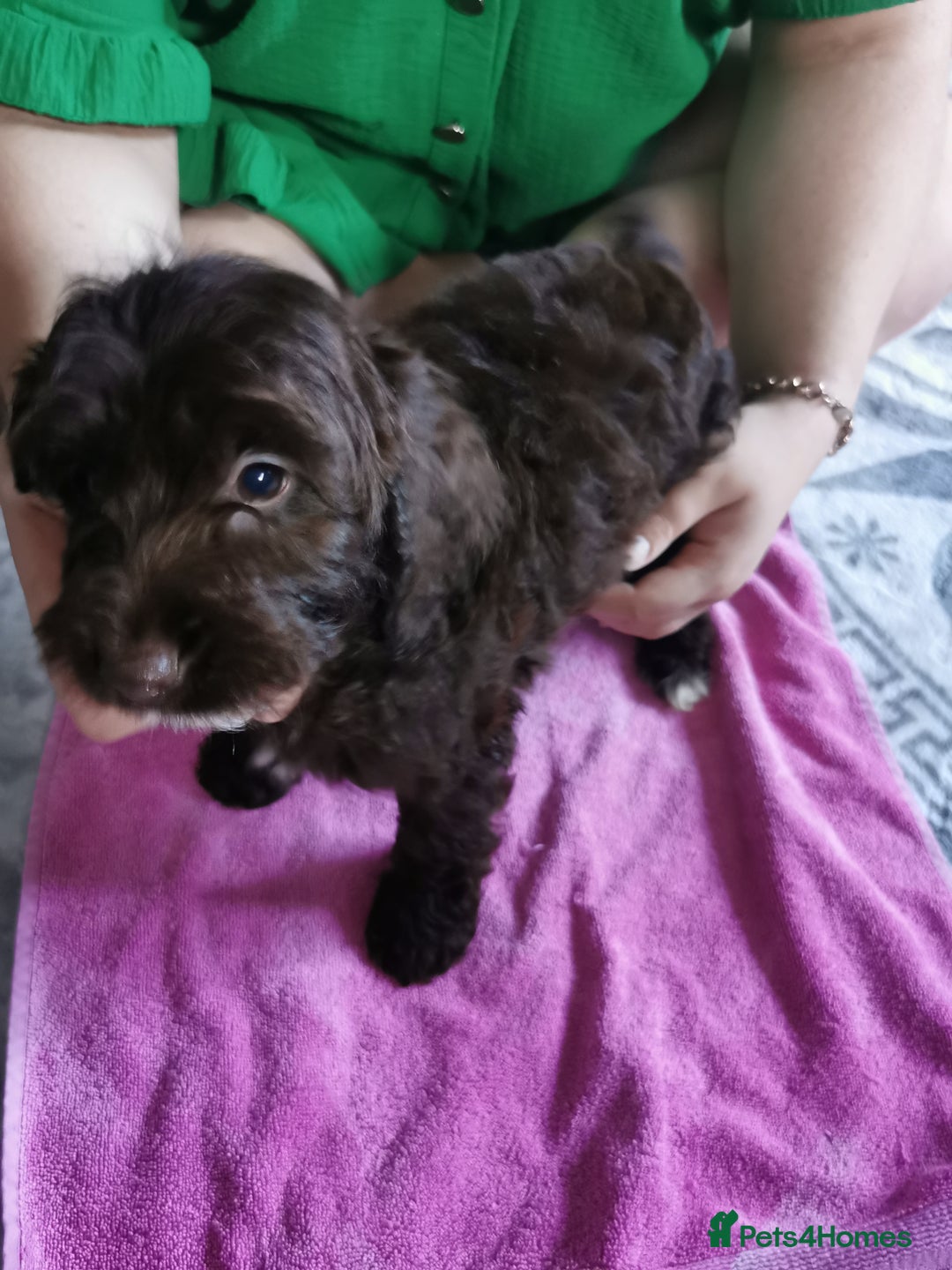 Cockapoo dogs for sale: Amazing cockapoo  - Advert 3