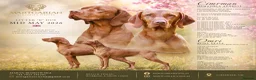 Hungarian Vizsla dogs for sale: High Quality Hungarian Vizsla Puppies - 2 boys - Advert 1