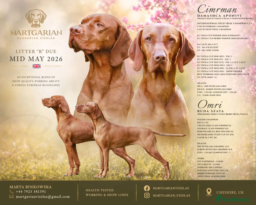 Hungarian Vizsla dogs for sale: High Quality Hungarian Vizsla Puppies - 2 boys - Advert 1