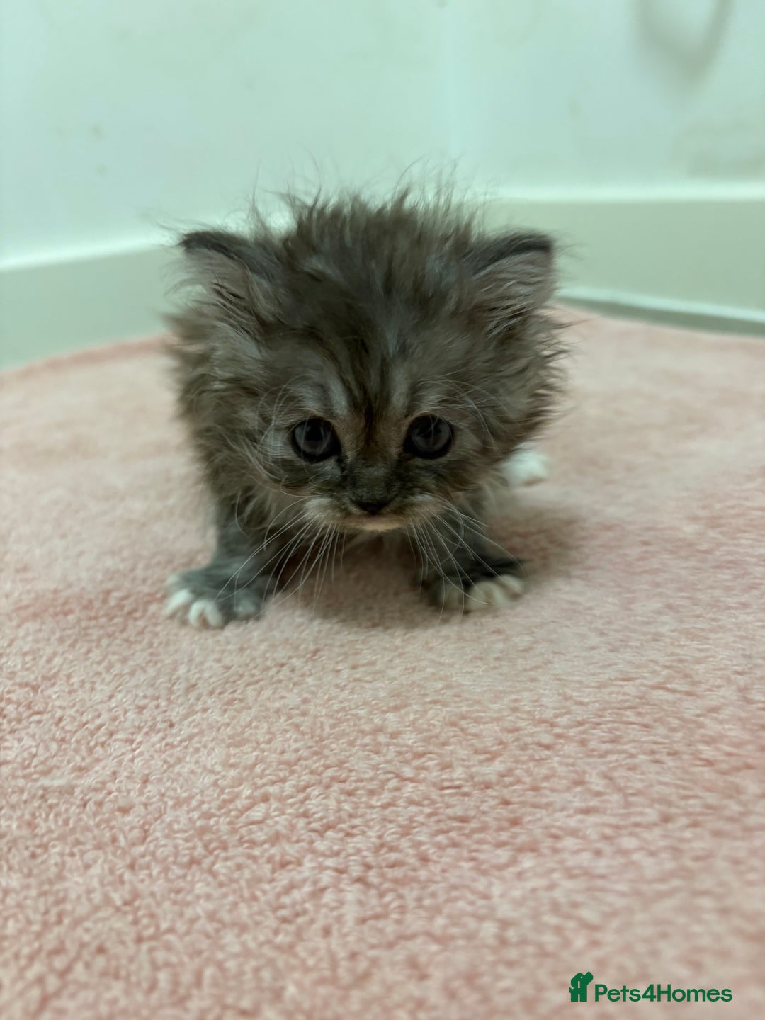 Munchkin cats for sale: Munchkin kittens  - Advert 10