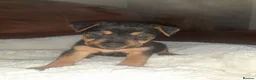 Mixed Breed dogs for stud: Remarkable stud  - Advert 8