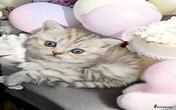 Scottish Fold cats for sale: Bundle of 11 Scottish fold Straight Ears Kittens - Image 27