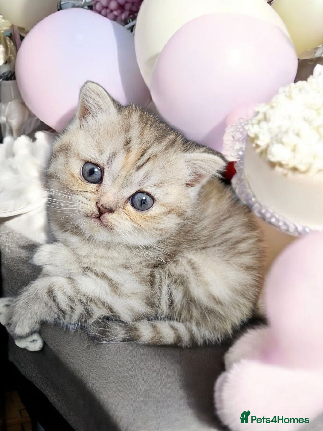 Scottish Fold cats for sale: Bundle of 11 Scottish fold Straight Ears Kittens - Image 27
