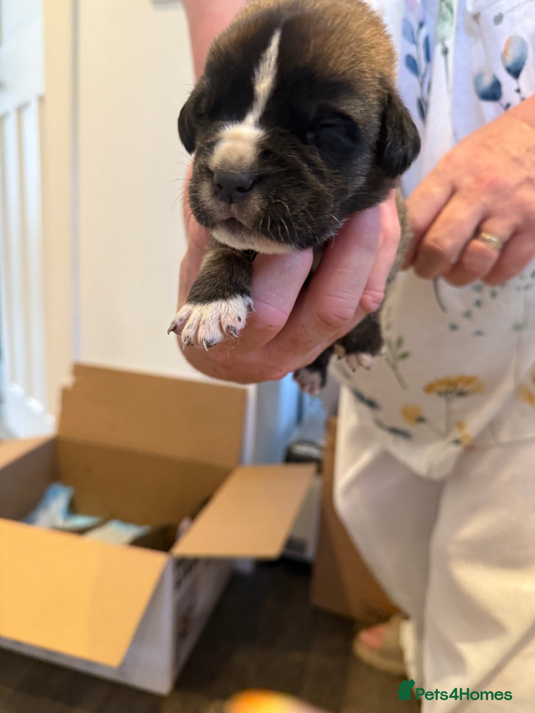 Mixed Breed dogs for sale: Saint Mastiffs for sale - Image 4