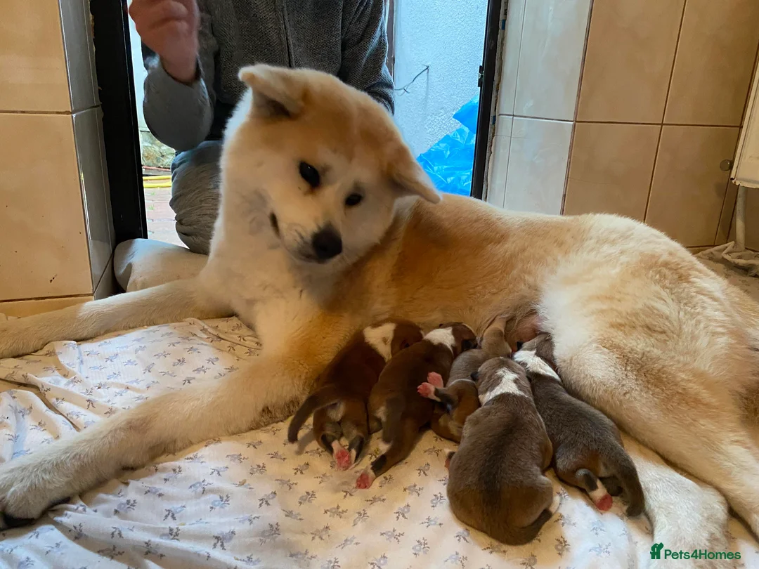 Japanese Akita Inu dogs for stud: ⭐️ KC Pedigree Japanese Akita Inu ⭐️ in Peterborough - Advert 6