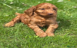 Cockapoo dogs for sale: BEAUTIFUL RED F1 COCKAPOO’S HEALTH TESTED PARENTS  - Image 15